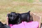 Schotse terrier, België, Particulier, Reu, 8 tot 15 weken
