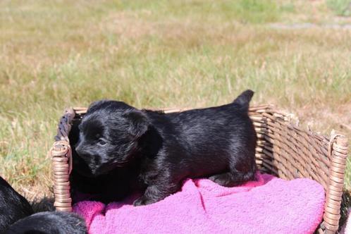 Schotse terrier, Dieren en Toebehoren, Honden | Jack Russells en Terriërs, Reu, Particulier, Eén hond, België, 8 tot 15 weken