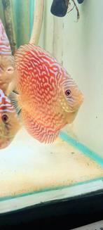 Mosaïque Discus, rouge et turquoise tigre, Animaux & Accessoires, Poissons | Poissons d'aquarium, Poisson, Poisson d'eau douce