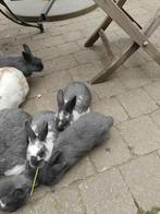 dwergkonijntjes, Dieren en Toebehoren, Juni, Meerdere dieren