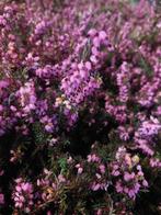 BRUYÈRES /erica 'Kramers Rote', Jardin & Terrasse, Plantes | Jardin, Plein soleil, Printemps, Enlèvement, Couvre-sol