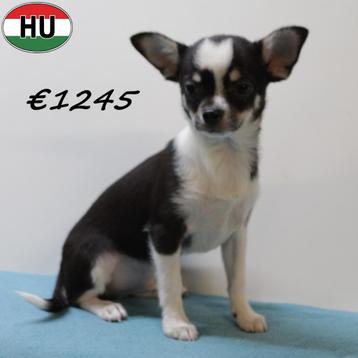 Chihuahua Korthaar (zwart tricolor) reutje te koop beschikbaar voor biedingen