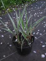 Siergras - Wit/groen, Tuin en Terras, Ophalen, Vaste plant, Siergrassen, Bloeit niet