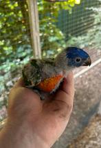 Blauwen bergen lori’s, Dieren en Toebehoren