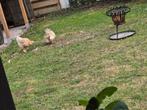 2 Poules brahma, Dieren en Toebehoren, Pluimvee