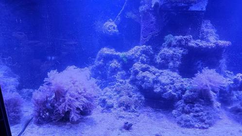 AQUARIUM Red Sea Reefer 425 XL, Dieren en Toebehoren, Vissen | Aquaria en Toebehoren, Gebruikt, Ophalen