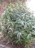 Sarcococca Hookeriana var. Digyna, Tuin en Terras, Planten | Struiken en Hagen, Ophalen, Buxus, Struik, Minder dan 100 cm