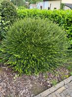 Buxus ca 1m diameter, Tuin en Terras, Ophalen, Buxus, Struik, Minder dan 100 cm