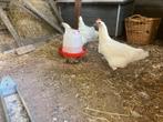 Poule de bresse kippen, Dieren en Toebehoren, Pluimvee