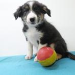 Border Collie - Belgische puppy's te koop, CDV (hondenziekte), Meerdere, 8 tot 15 weken, Meerdere dieren