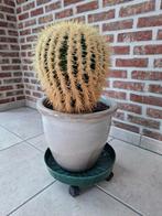 grote cactus, Ophalen