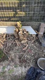 Buddleia paarse vlinderboom, Ophalen