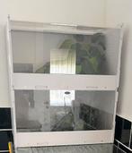 2 gekkos met terrarium, Dieren en Toebehoren, Met terrarium