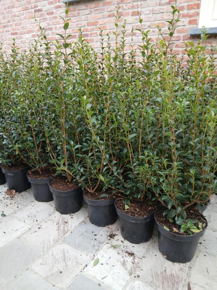 ‼️Burkwoodii osmanthus aan promoprijzen ‼️, Jardin & Terrasse, Plantes | Arbustes & Haies, Taxus, Enlèvement