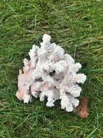 Corail d'aquarium, Enlèvement ou Envoi, Comme neuf