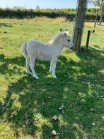 Palomino shetland stamboek hengste veulen te koop, Dieren en Toebehoren