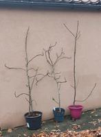 Vijgenboom Brown Turkey, Tuin en Terras, Ophalen