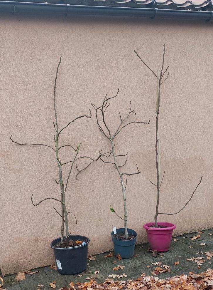 Vijgenboom Brown Turkey, Tuin en Terras, Planten | Struiken en Hagen, Ophalen