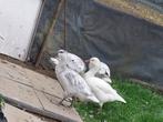 Rossganzen 2025, Dieren en Toebehoren, Meerdere dieren, Gans of Zwaan