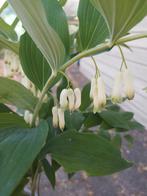 Salomonszegel, Tuin en Terras, Planten | Struiken en Hagen, Ophalen, Overige soorten, Minder dan 100 cm
