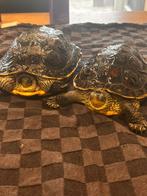 2 waterschildpadden, Ophalen