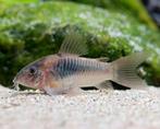 Corydoras Aeneus, Zoetwatervis