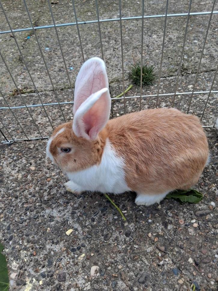 Lieve konijnen, Dieren en Toebehoren, Konijnen, Hangoor