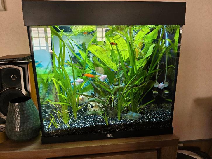 Lido 120 Aquarium Juwel, Animaux & Accessoires, Poissons | Aquariums & Accessoires, Comme neuf, Aquarium d'eau douce rempli, Enlèvement