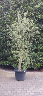 mooie olijfboom (+-230cm hoog)!, Jardin & Terrasse, Plantes | Arbres, En pot, Olivier, Enlèvement, 100 à 250 cm