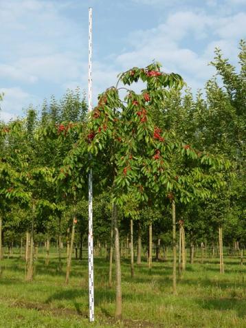 Zoete kers / Prunus avium 'Hedelfinger Riesenkirche halfstam, Ophalen, Kersenboom