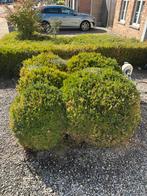 7 Grote Buxus Bollen, Tuin en Terras, Ophalen, Buxus