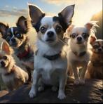 Chihuahua, Particulier, Un chien, Belgique, 8 à 15 semaines