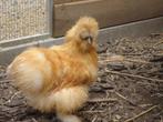 kippen : zijdehoenders, Dieren en Toebehoren, Meerdere dieren, Kip