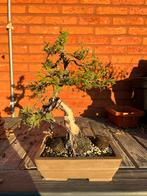 Bonsai juniperis, Tuin en Terras, Ophalen