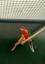 Rosella opaline en opaline cinamon, Meerdere dieren, Parkiet, Geringd