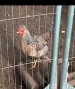 Creamlegbar hen, Dieren en Toebehoren, Pluimvee, Vrouwelijk, Kip