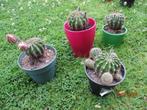 cactussen, Tuin en Terras, Ophalen, Vaste plant