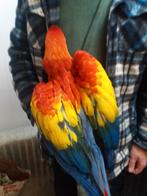 geelvleugel ara, Meerdere dieren, Papegaai, Geringd