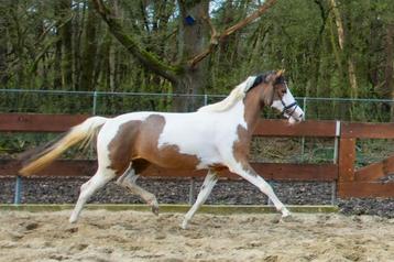 Brave 3 jarige bonte NRPS E-pony merrie met afstamming 