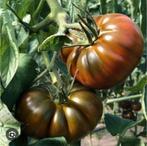 Bio tomatenplanten, per plant voor 1 euro (grote planten), Tuin en Terras, Planten | Tuinplanten, Ophalen