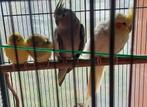 Valkparkieten grasparkieten +kooi, Dieren en Toebehoren, Vogels | Overige Vogels