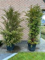 Taxus baccata, Jardin & Terrasse, Plantes | Arbustes & Haies, Enlèvement, Taxus