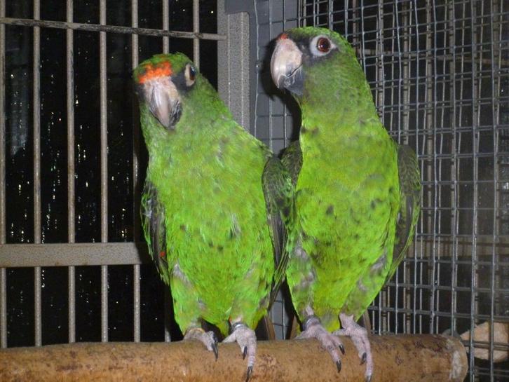 Voor Pionus/Caiques/Poicephalus/parkieten enz., Animaux & Accessoires, Oiseaux | Perruches & Perroquets