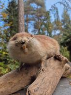 muskusrat, Ophalen