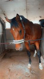 Springpaard te koop, Dieren en Toebehoren, Paarden, Springpaard