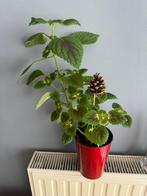 Geschenkdoos met Coleusplant in een pot, Huis en Inrichting, Ophalen, In pot