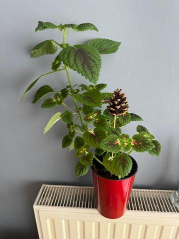 Emballage cadeau avec plante Coleus en pot