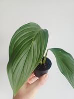 Monstera ec7 (noid), Autres espèces, En pot, Enlèvement ou Envoi, Moins de 100 cm