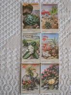 reeks van 6 Liebigchromo's met vetplanten, 1940 tot 1960, Gebruikt, Ophalen of Verzenden, Natuur