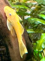 Ancistrus L144, Dieren en Toebehoren, Vissen | Aquariumvissen
